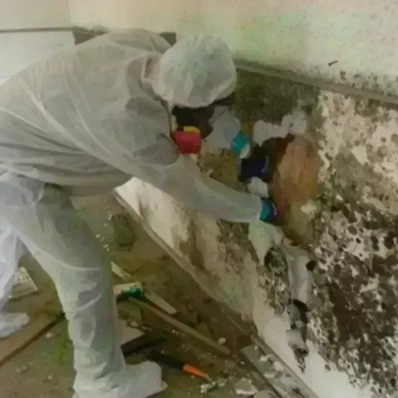 Mold Remediation and Removal in La Grande, OR